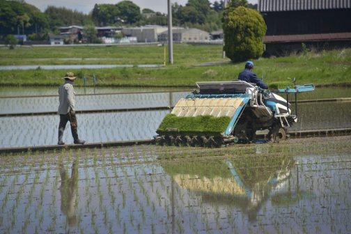 こんな小さなものが三ヶ月後に収穫なんて信じられません。お米って効率がいいなぁ。
