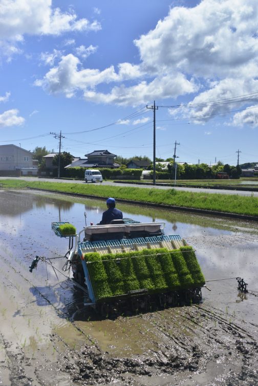 暑いけどカラッとしていて風が冷たい。1年で1番良い季節。それが今頃で大好きです。