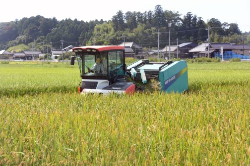 稲刈りをしていると虫が驚いて飛び出すのでそれを狙ってツバメが飛び交います。