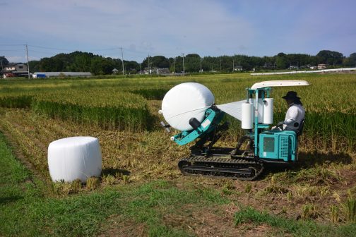 あ！そうそう！昨日は久しぶりにコウノトリが2羽、稲刈りの終わった田んぼにいました。