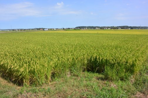 飼料稲はグッと少なくなって食用米が大幅に増えた島地区です。できはまあまあだそうですよ！