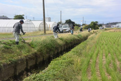 ここを刈ってほぼ終了です。
