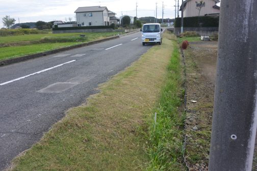 ヒガンバナが集中して植っていた部分。花が終わったので刈ってしまいます。
