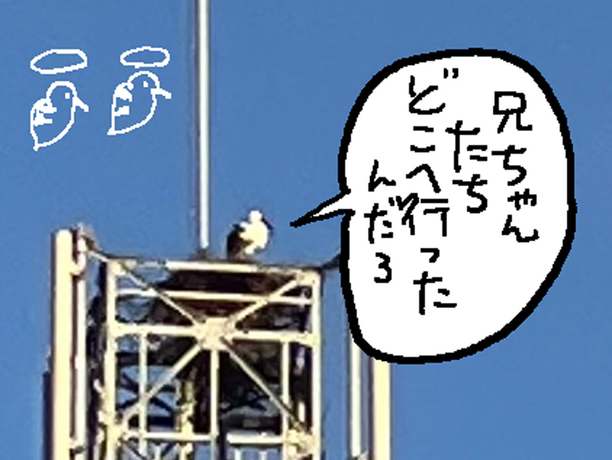 拡大するとこんな感じ。寒そうに縮こまっています。3羽いた子供のうちの1羽でしょうか。だとしたらここから知らない土地へ巣立っていってピンポイントで戻ってこられる能力がすごいです。GPSみたいな能力があるとしか思えません。