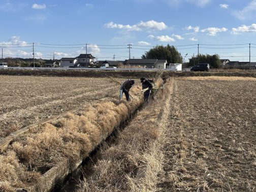 この光景はここ10年くらい、12月から1月にかけて島地区のいつもの風景になっています。もうすぐ米作りが始まるんだなぁ・・・という感じです。