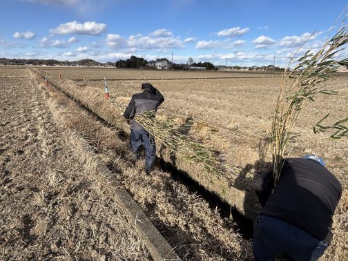 風が強いのがわかるでしょうか・・交換する柵板の目印にするために切ってきた篠竹が風に吹かれてしなっています。