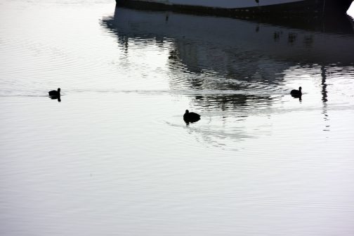 オオバンでしょうか。水鳥がゆっくり泳いでいます。彼らは川にいると思いきや川から上がってきて栽培しているキャベツや青菜などを食べたりするんです。