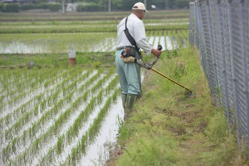 農用地畦畔の草刈り。