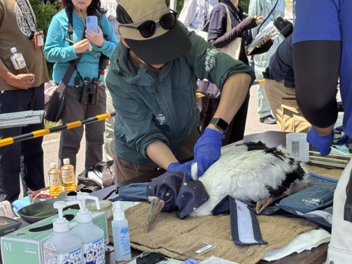 これは翼長を測って元通り畳んでいるところでしょうか・・・鳥の羽根って折りたたまれているのですね！ちょっと和服の袂みたいに感じました。