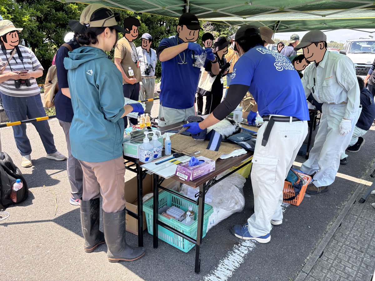 測定チームは2班に分かれ2羽ずつ担当します。測るだけでなく記録もしなくてはならないので大変です。
