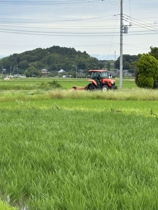 こうやって田んぼの周りの草を刈っています。ここにカメムシが発生して棲みつくと稲の穂が出てきた時にまだ若い米に取り付いてちゅうちゅう汁を吸っちゃうんです。（直接見たことないですけど）そりゃあそっちの方が美味しいに決まっていますからね！