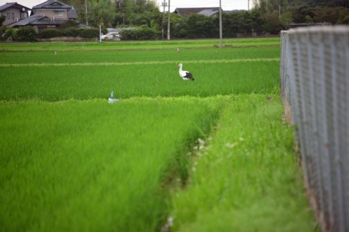 この子です。