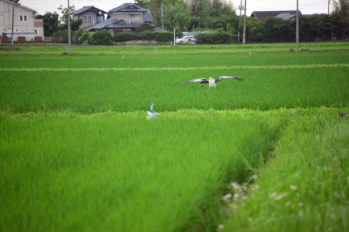 飛び立つのですが、なかなか上昇しません。