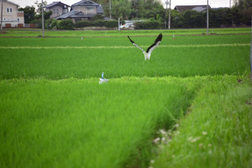 稲が大きいのでまだ足輪は確認できません。