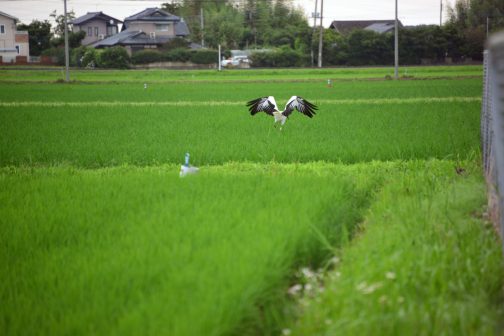 ここでやっと浮き上がり、足輪が少し見えます。
