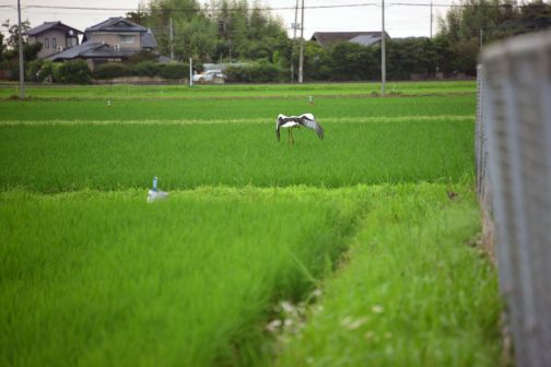 6月2日(火曜日)に1羽目【個体番号:J1026】が巣立ったと水戸市のWEBページにあるのでこの子がいつの間にか落ちちゃった、あの最初の子だったんですね！