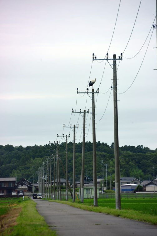 J1026くん電柱のてっぺんに止まってます。カラスやトンビが止まっているのは見ますけど、コウノトリが止まっているのはなかなか見られない不思議な光景です。