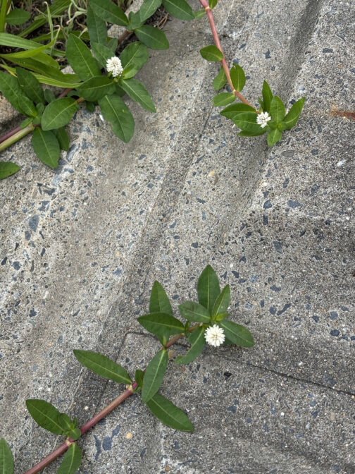 こんな花です。