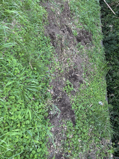 法面もほじくった跡があったのですが、ここにも生えていたのでしょうか？