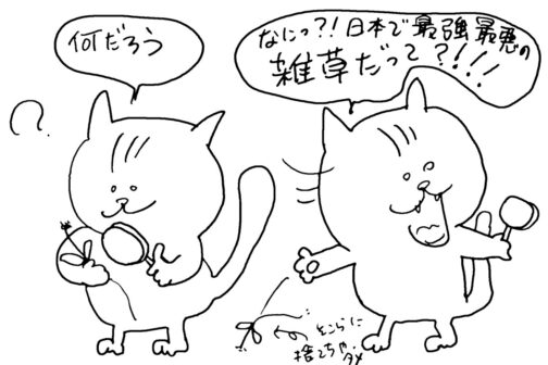 草刈りしちゃダメ。そこらに捨てちゃダメ。取扱注意の大変なシロモノです。