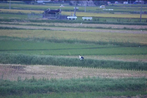 遠くにももう1羽コウノトリがいました。